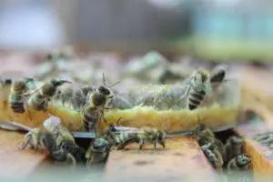 Fendpoll méhtakarmány kísérlet 4