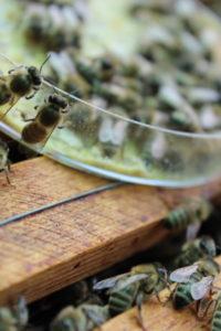 Fendpoll méhtakarmány kísérlet 5